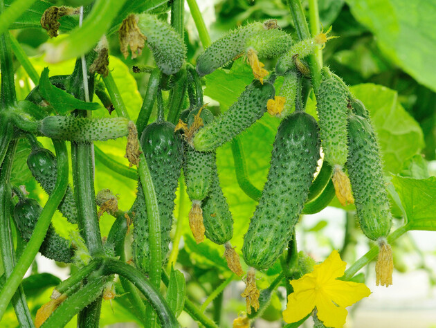 Щоб огірки не виросли гіркими – замочіть насіння в цьому